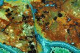 Polished Chrysocolla & Malachite Section - Bagdad Mine, Arizona #118805-1
